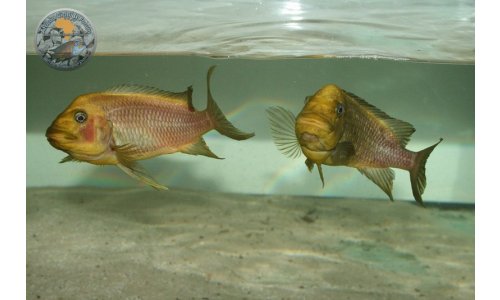 Petrochromis trewavasae